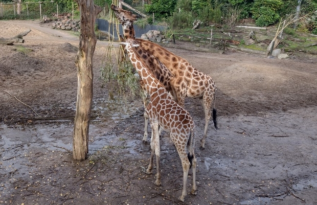 giraffen dierentuin