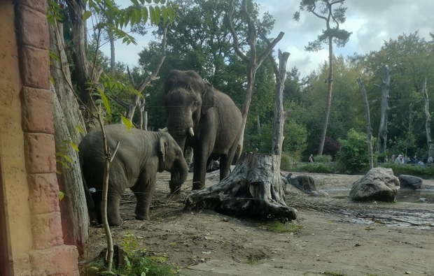 olifanten dierentuin